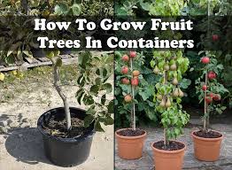 Such a container could weigh between about 70 and 125 pounds, depending on what the pot is made of, the size of the tree, and the type of soil. How To Grow Fruit Trees In Containers