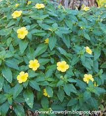 Garden Adventures Turnera Ulmifolia Lawn And Garden Plants Periwinkle Plant