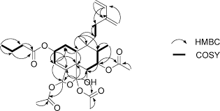 Image result for Ptycholobium contortum