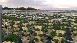 Metode de cultivare a capsunilor, capsuni in gradina doresc sa plantez capsuni care sa produca nu doar o cultura pe an. Capsune Crestere Verticala Luna Decembrie Florida De Sud Youtube