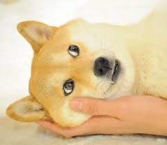 This meme started because of a particular dog species. Le New Meme Template Has Arrived R Dogelore Ironic Doge Memes Know Your Meme