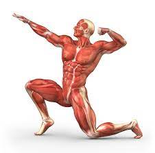 Learn about and revise the muscular system with this bbc bitesize gcse pe (edexcel) study guide. The Muscular System Unit 5 Tutorial Sophia Learning