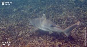 Gutharraguda, two waters) is a world heritage site in the gascoyne region of western australia. Snorkeling Shark Bay Koh Tao Thailand