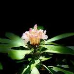 Rescheduled - Tech Resources for Plant Identification