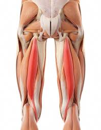 Hamstring Injury In Forward Bend Human Body Anatomy Body Anatomy Yoga Anatomy