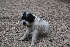 Parents have over the top intelligence. Canined White Black Long Hair Short Leg Jack Russell Dog P Flickr
