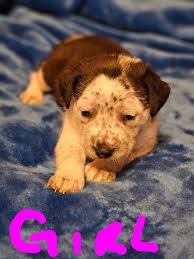 Free Pets and Farm Critters