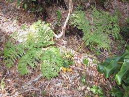 Image result for Marattiaceae