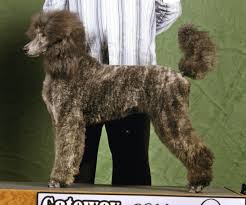 Poodle Forum