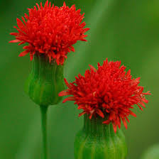 Image result for Emilia abyssinica