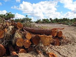 Trees were taken as a model for huts built of branches. In The Know Gl Homes Begins Major Development On Immokalee Road