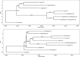 Image result for Calycosiphonia spathicalyx