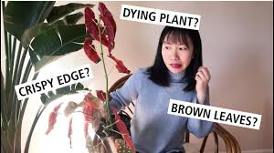 I've recently become interested in rex begonias and i've acquired a few different plants over several months. How To Save Your Dying Begonia Maculata Wightii Two Ways To Avoid Brown Edges In Winter Youtube
