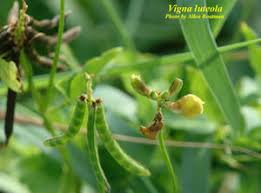 Image result for Vigna oblongifolia