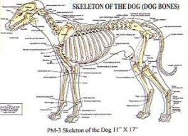 Petmassage Skeleton Of The Dog Dog Bones Chart