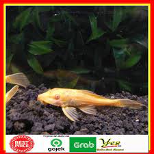 Tanaman ini bisa tumbuh hingga. Ikan Sapu Sapu Sapusapu Albino Kuning Pembersih Aquascape Akuarium Pemakan Alga Golden Hias Shopee Indonesia