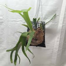 Image result for Platycerium