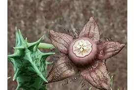 Image result for Duvalia