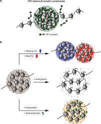 Founded in 1996, kinney chan & associates offers a full spectrum of interior design and project management services encompassing hospitality, f&b, residential, commercial and corporate design. Biomolecular Condensates As Arbiters Of Biochemical Reactions Inside The Nucleus Communications Biology