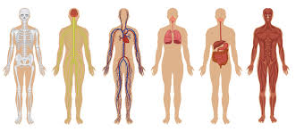 the human body anatomy facts functions live science