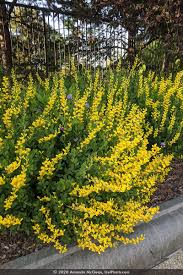 Image result for Baphia speciosa