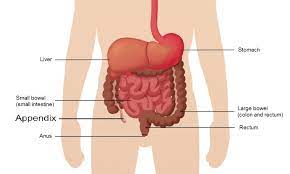 We did not find results for: Appendicitis Symptoms Diagnosis Surgery Recovery Southern Cross Nz