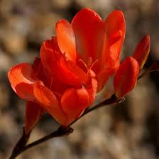 Image result for Tritonia