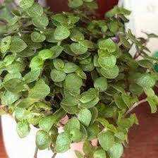Image result for Aneilema zebrinum