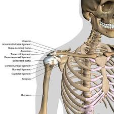 Maybe you would like to learn more about one of these? Labeled Human Anatomy Diagram Of Man S Shoulder Ligaments Connective Tissue And Skeleton Anterior View On A White Backgr White Background Anatomy Stock Photos