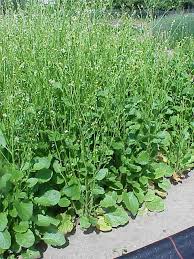 Image result for Crambe hispanica