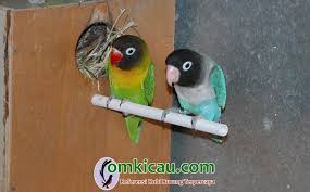 We did not find results for: Cara Membuat Dan Memasang Gelodok Lovebird Di Luar Kandang Om Kicau