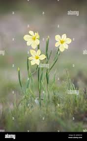 Image result for Moraea spathulata