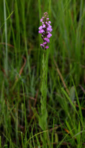 Image result for Brachycorythis