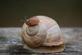 Ich hab es für euch recherchiert. Weinbergschnecken Die Entdeckung Der Langsamkeit Libellius