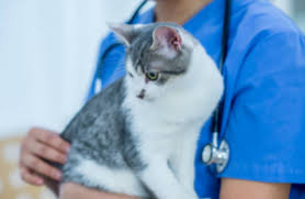 Feline cancer is an increasingly common disease that affects young and old cats alike. Cancer In Cats 10 Warning Signs To Look Out For Modern Cat