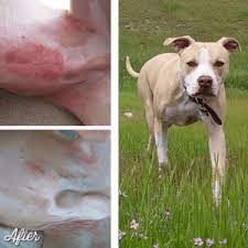 I started by rubbing the oil over a small portion of moe's skin. Dog Dry Skin And How To Treat It Natural Dog Company