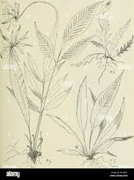 Image result for Asplenium variabile