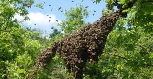 Posted on august 24, 2020. Bee Blog