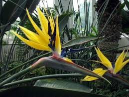 Strelitzia Bird Of Paradise Plant Varieties The Most Common And Recognised Bird Of Paradise Has Orange Flowers However A Variety Exists With Yell With Images Birds Of Paradise Plant Paradise Plant Birds Of Paradise