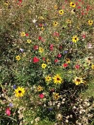 More Wildflower Garden In Wyoming Wildflower Garden Wild Flowers Scenery