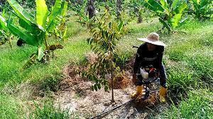 Kebun durian usia tanam 1 tahun. Cara Memberi Baja Pada Durian Agar Pohonya Cepat Besar Youtube