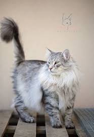 isatis norvegien tabby cat cats norwegian forest cat