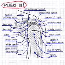 Superior labral injury is known as a slap tear (superior labral anteroposterior). Atc Tip The Labrum Pt Me