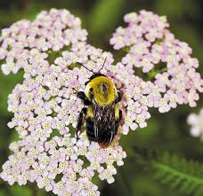 For the flowers are only human, and the valour and gold of a vagrant bold were always dear to woman. 6 Plants Bees Love Garden Gate