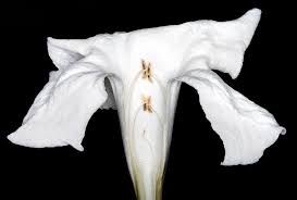 Image result for Bignoniaceae