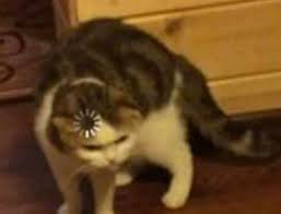 Meme Meme Meme Fotos Memefotos Tags Memehilarious Memefunny Memebrasileiros Memefaces Memeparacontestar In 2020 Cute Cat Memes Cat Memes Animal Memes