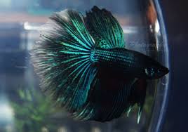 Betta fish plakat blue iridescent for more info contact at email cupangdamar@gmail.com or follow our social media www.instagram.com/cupang.damar. Iridescent Halfmoon Betta By Pixelboundstudios On Deviantart