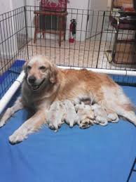 With the most adorable golden retriever puppies for sale. Litter Of 6 Golden Retriever Puppies For Sale In Clarksville Tn Adn 59228 On Puppyfinder Com Gender Retriever Puppy Golden Retriever Golden Retriever Litter