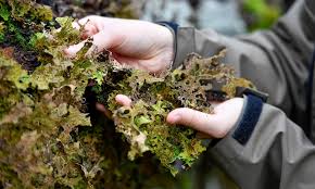 Loderhof — lechen ist ein. National Trust In A Mission To Save One Of Britain S Rarest Lichens Daily Mail Online