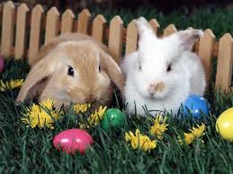 Maybe you would like to learn more about one of these? Easter Bunny Wallpapers Poze Iepuri De Paste 900x675 Wallpaper Teahub Io